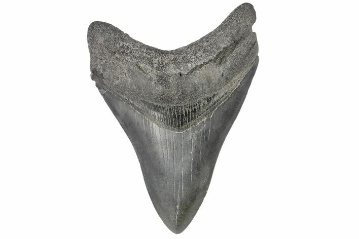 Fossil Megalodon Tooth - South Carolina #176193